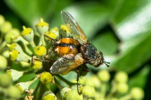 Réf. 215 579 : Tachina magnicornis